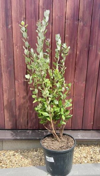 Exotické ovoce | Fejchoa, cca 80-90 cm | Exotická zahrada Přibice