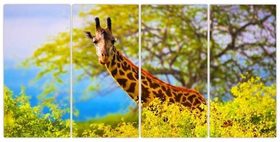 Obraz žirafy v Africe (V023370V16080)