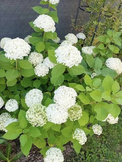 Hortenzie stromkovitá Annabelle (Hydrangea arborescens)