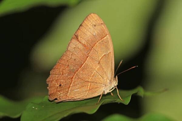 Satyrotaygetis