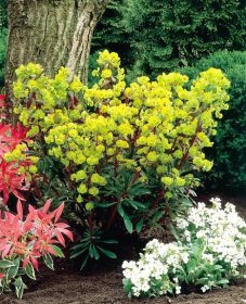 Euphorbia amygdaloides ´Purpurea´ Co1,5L - MAX GARDEN - záhradné centrum pre Vašu záhradu