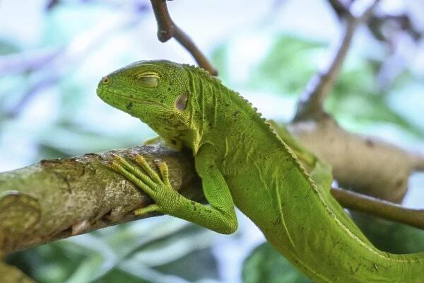 Další mláďata v Zoo Jihlava: podívejte se na mláďata leguánů. Zřejmě sestry