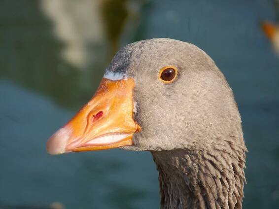 grey goose portrait