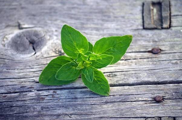 oregano