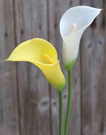 Art Zantedeschia EILEEN, žlutá, 65 cm