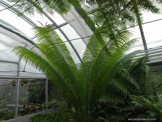 Cykas Thouarsův (Cycas thouarsii)