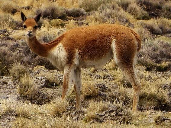 NATIONAL PARKS OF PERU [WHICH ARE BEST]: Pampa Galeras National Reserve: 