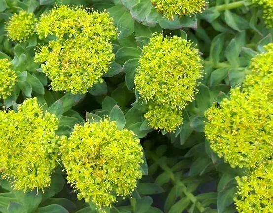 sustainability - Alberta Rhodiola Rosea Growers Association