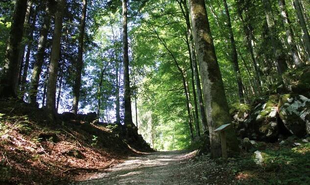 WaldApotheke Sachrang - Buchenwald, © Tourist Info Aschau im Chiemgau
