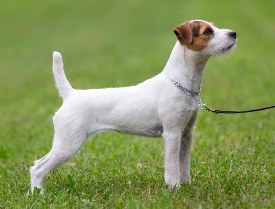 Little Eden Chive - Little Eden Jack Russell Terriers