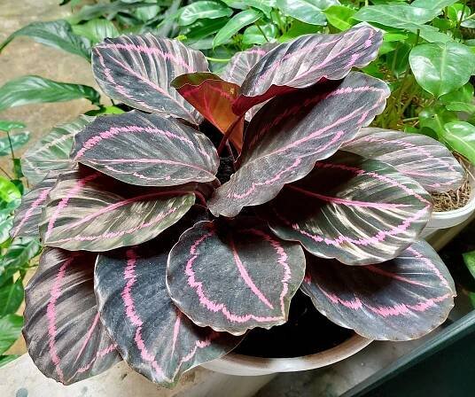 pstovn" pokojov rostliny calathea  Seznam.cz