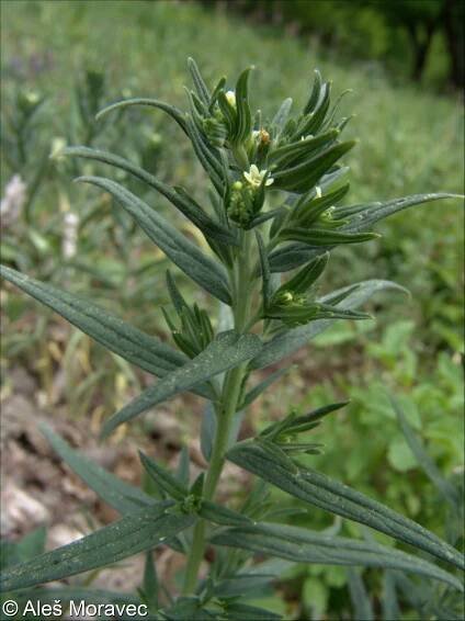 fotografie Lithospermum officinale (kamejka lékařská)