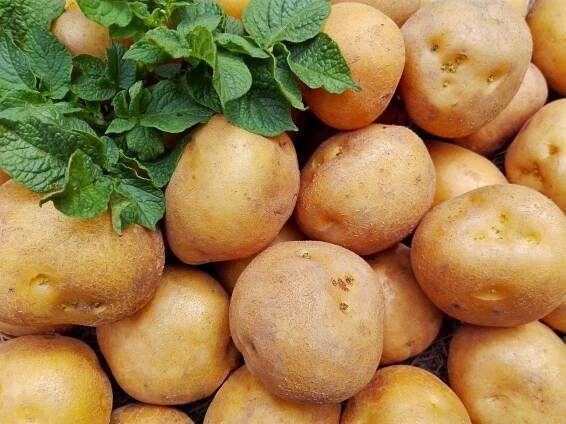 11 best vegetables in apulia