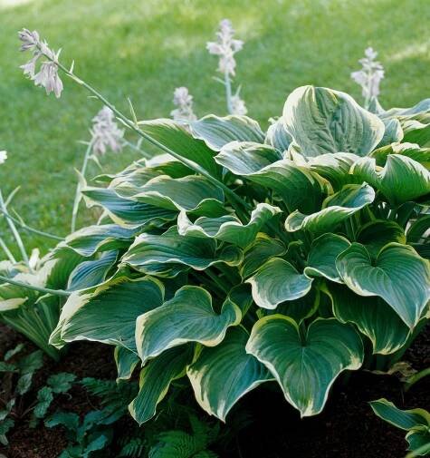 white-edged hosta