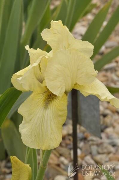 Iris barbata elatior Refreshing (23) | HORTIFOTO | Autoři | iBotky.cz