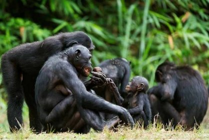 The Bonobo ( Pan paniscus) family, called the pygmy chimpanzee.