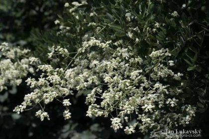 Jerlín japonský (Styphnolobium japonicum)