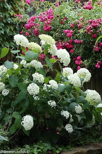 Hydrangea arborescens – hortenzie stromkovitá • Pladias: Databáze české flóry a vegetace