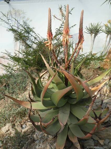 Aloe kamesienská (Aloe khamiesensis), rostlina