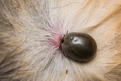 Fotogalerie: Klíště může pejskům způsobit vážné onemocnění. A nejde jen o boreliózu 