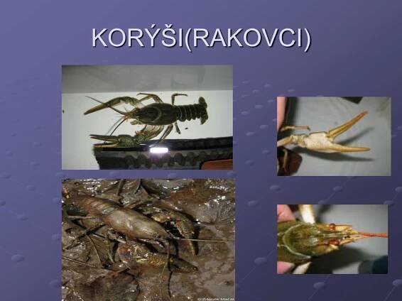 PPT - ČLENOVCI PowerPoint Presentation, free download - ID:4157833