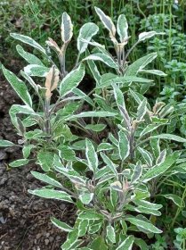 Šalvěj lékařská Tricolor (Salvia officinalis), rostlina