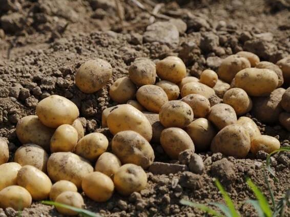 Plevele v zelenině - AgroBio OPAVA