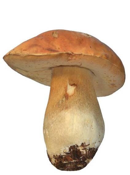 divoký král bolete musroom izolovaný na bílém - hřib - stock snímky, obrázky a fotky