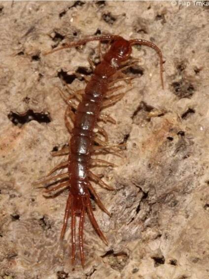 Lithobius forficatus - stonožka škvorová | Lithobiidae - stonožkovití | Natura Bohemica