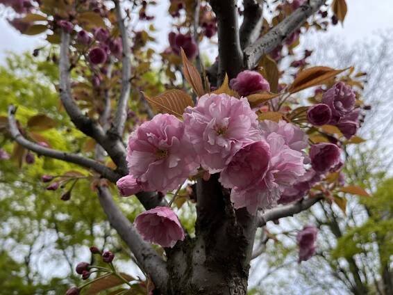 Sakura ozdobná, (Cerasus serrulata)
