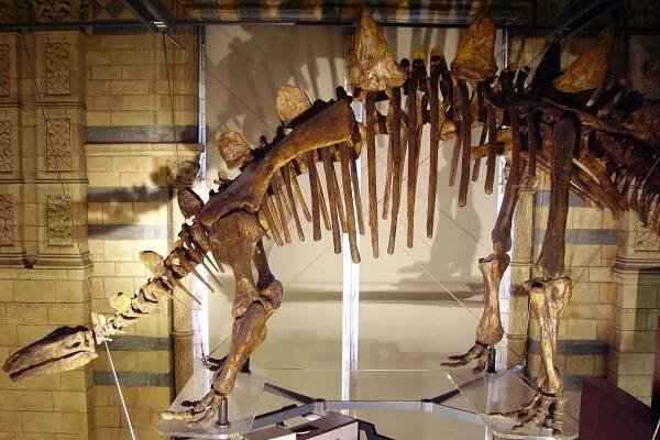 Tuojiangosaurus