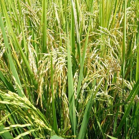 Rýže setá - Oryza sativa - osivo rýže - 12 ks