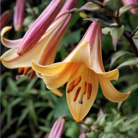 Lilie African Queen – Lilium – lilie – cibule – pěstování