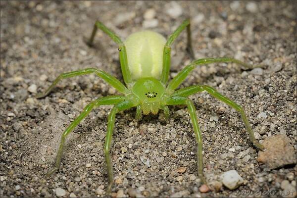Česká arachnologická společnost - Rod: Micrommata → Čeleď: Sparassidae