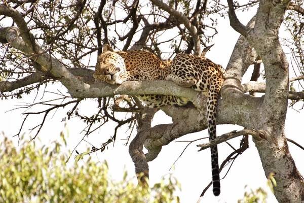 Národní rezervace Masai Mara - Safari a dovolená v Keni