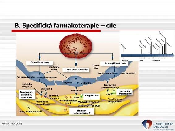 Humbert; NEJM (2004)
Endotelinová cesta
Cesta oxidu dusnatého
Prostacyklinová cesta
Vasodilatace a
antiproliferace
Vasodilatace a
antiproliferace
Vasodilatace a
antiproliferace
Buňky hladké svaloviny
Lumen
cévy
Endotelové
buňky
Endotelin.
receptor A
Endotelin.
receptor B
Endotelin-1
Nitric oxide
Prostacyclin
(prostaglandin I2)
Pre-proendothelin Proendothelin
Prostaglandin I2
Arachidonic acid
L-arginine L-citrulline
Phosphodiesterase
type 5
cGMP
Inhibitor
fosfodiesterázy 5
Exogenní NO
Deriováty
prostacyclinu
cAMP
Antagonisté
endotelin.
receptoru
B. Specifická farmakoterapie – cíle
 