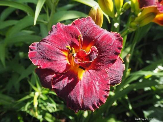 Denivka Night Embers (Hemerocallis)