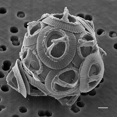 Chromalveolata