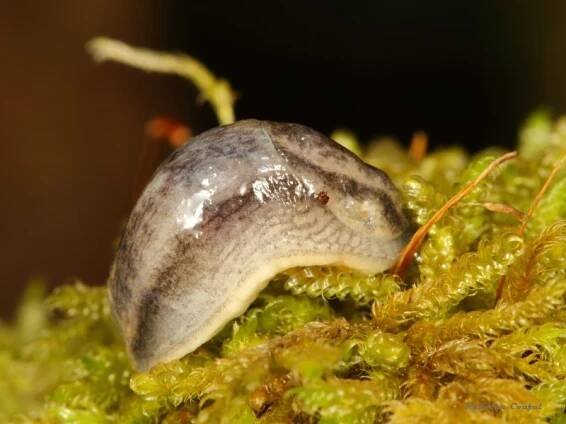 Arion silvaticus - plzák hajní | Arionidae - plzákovití | Natura Bohemica