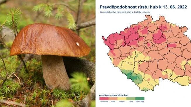 Kdy a kam vyrazit na houby ukáže nejnovější mapa podle aktuálního počasí