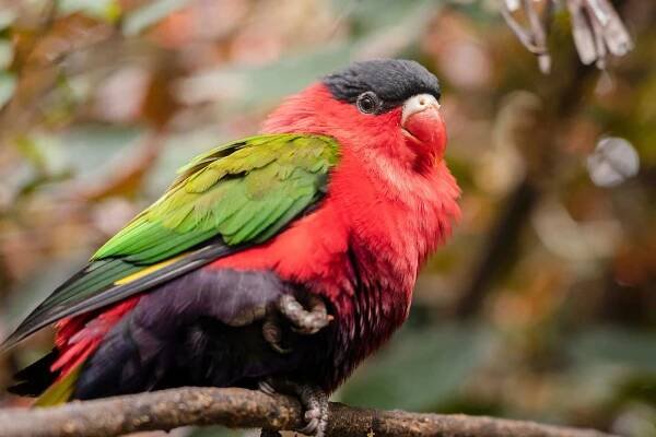 100 000+ nejlepších fotografií na téma Exotická Fauna · 100% bezplatné stažení · Základové fotografie Pexels