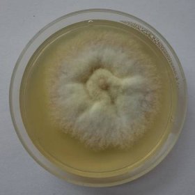 Katalog Mikroorganismů - Hamigera avellanea EMA-13