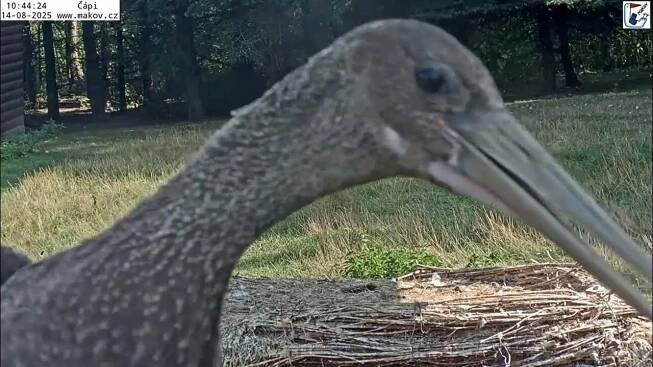 Odchyt mladých černých čápů z areálu pod sítí a jejich vypuštění do přírody