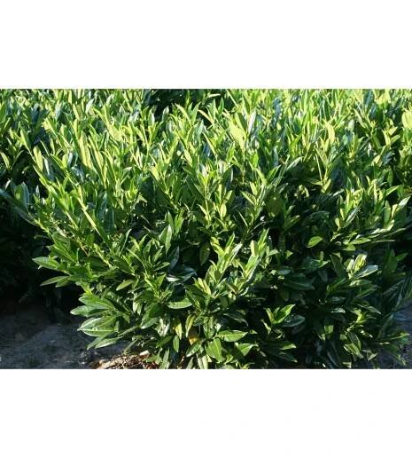 Prunus laurocerasus 'Reynvaanii' 30-40 C4L