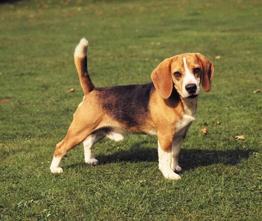 Beagle