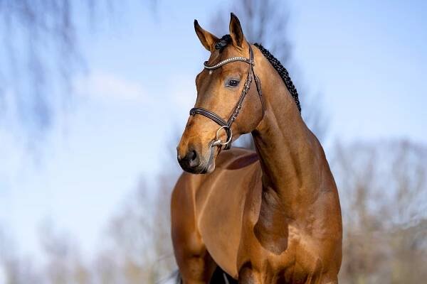 Hickstead Blue - Gestüt Ligges