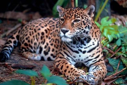 ležící jaguár