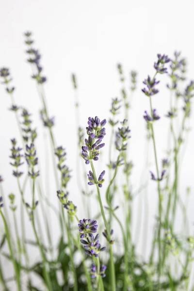 Levandule lékařská, Lavandula angustifolia Munstead, 3 l, skladem | ZAZUMi.cz