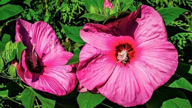 Květy v barevné paletě od čistě bílé (s červeným středem), nažloutlé až po temně růžovou a purpurovou mají v průměru až neuvěřitelných 30 cm 