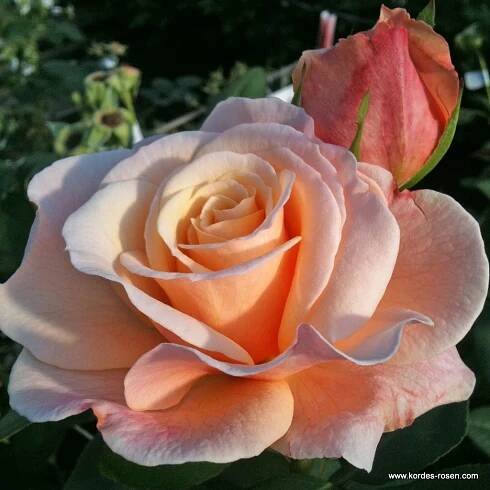 ROSA KORDES, Oh Happy Day® 